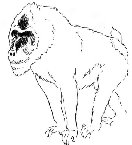 Angry Baboon  Coloring Page